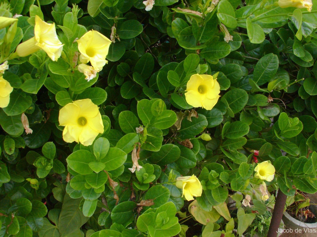 Pentalinon luteum (L.) B.F.Hansen & Wunderlin